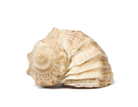 Sea shell isolated on white background. Studio shot. Close up.