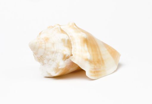 Sea shell isolated on white background. Studio shot. Close up.