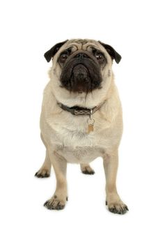 Pug is standing on a white background