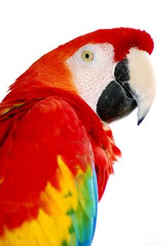 isolated shot of a red macaw bird