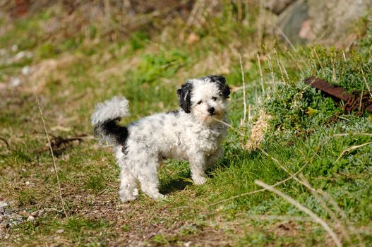 A sweet dog is looking.