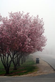 An isolated shot of Pink Cherry Flowers