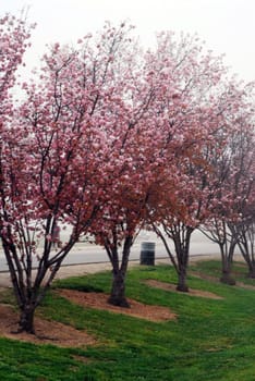 An isolated shot of Pink Cherry Flowers