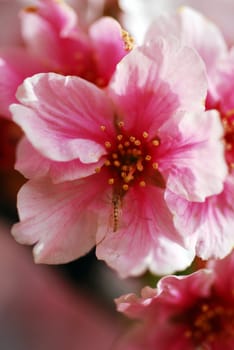 An isolated shot of Pink Cherry Flowers