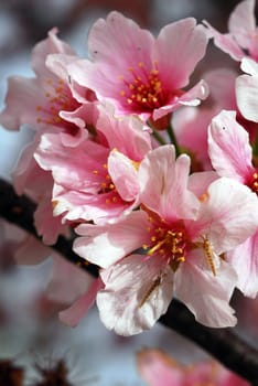 An isolated shot of Blooming Pink Cherry Flowers