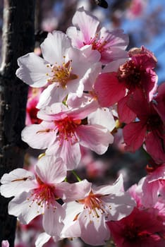 An isolated shot of Pink Cherry Flowers