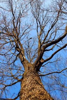 Coma oak aphyllous against the background of blue sky. Late autumn