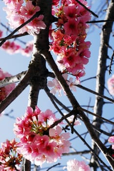 An isolated shot of Pink Cherry Flowers