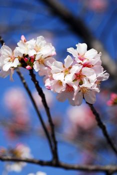 An isolated shot of Pink Cherry Flowers