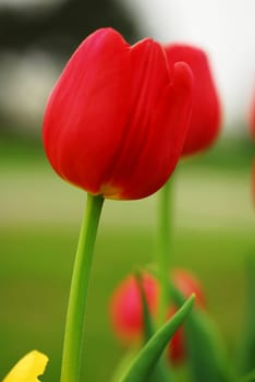 an isolated shot of Red Tulip Flower in Bloom