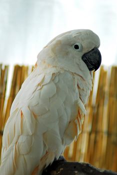 isolated shot of a white macaw bird