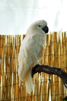 isolated shot of a white macaw bird