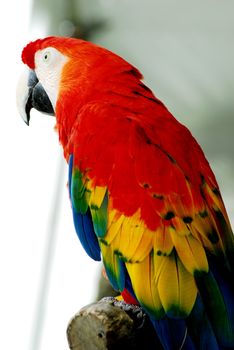 isolated shot of a red macaw bird