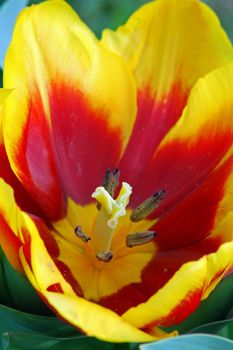 An isolated Yellow Red Tulip Flower in Bloom