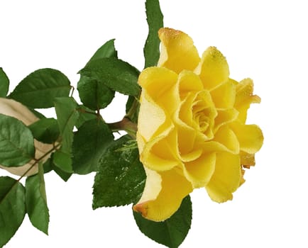 Yellow rose with green leafes on the whitw background