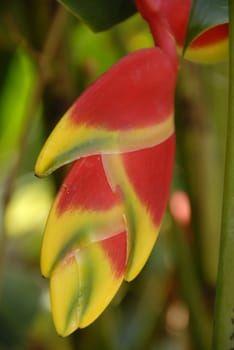 Isolated shot of a Heliconia Lobster claw orange yellow Flower in bloom