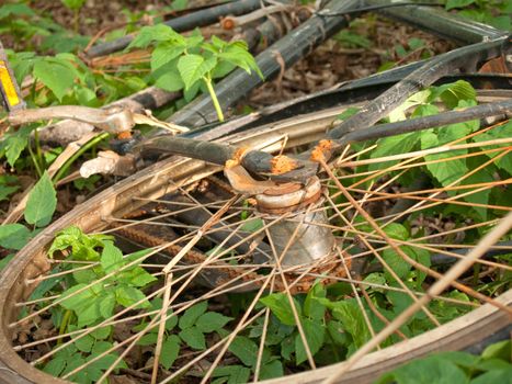 Rustic bicycle wheel rusting away in  the bush