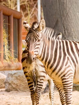 Two striped Zebra eating hay  in a zoo
