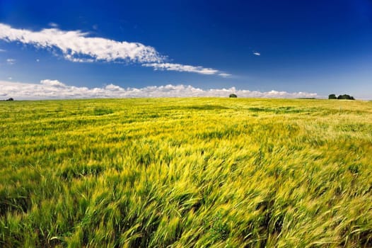 Endless fields of wheat grain in the summer noon