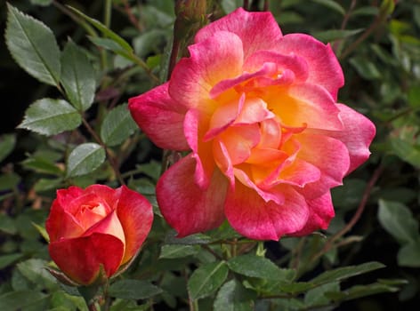 The Mandarin Rose is a small plant about 45cm high.