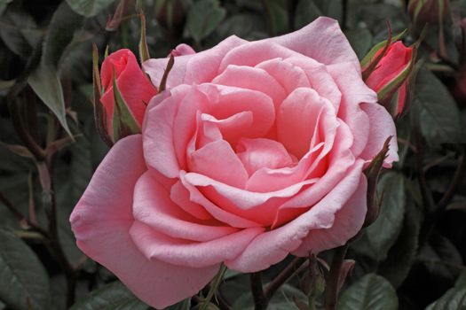 Mortimer Sackler is a climbing rose which can grow up to eight feet tall.