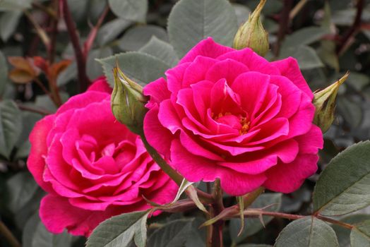 The Tam o Shanter rose was named after the hero of one of Robbie Burns poems to commerorate the 250th anniversary of his birth.