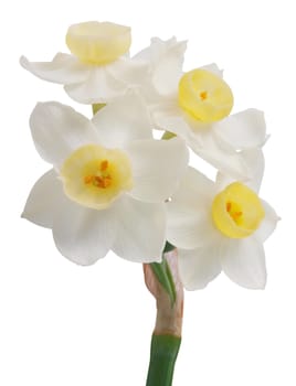 Jonquil Flowers isolated with clipping path         