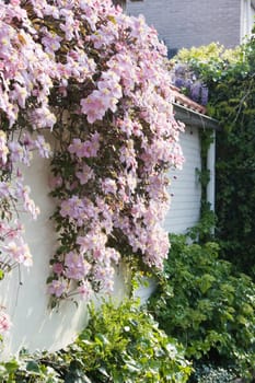 White wall with pink flowering Clematis montana in spring