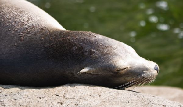 Portrait of sea lion sleeping in the sun
