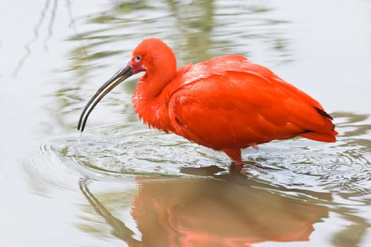 Scarlet iibis searching in the water for food