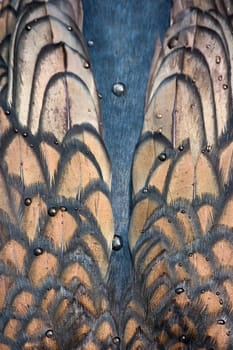 Wings and back of Great cormorant with waterdrops