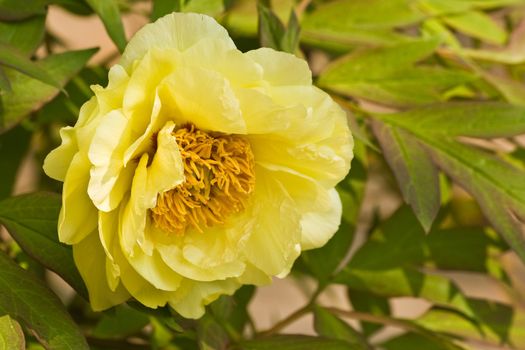 Rock's peony or Rock's tree peony with yellow flowers in spring