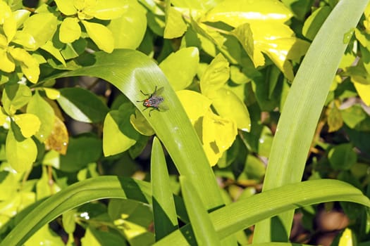 Black fly with bright red compound eyes sitting on a leaf