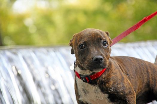 Staffordshire Terrier Puppy on a red lead against a waterfall background
