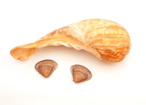 Three sea shells found on the tide line.