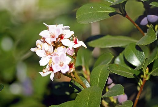 Macro of a peach blossom in a Japanese style garden