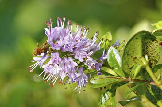 A purple flower resembling a bottle brush