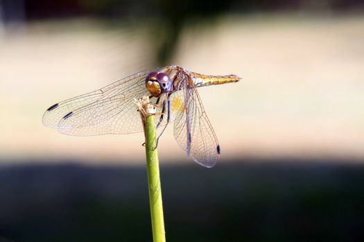 Dragonfly on a stalk