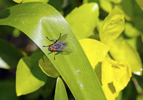 African sarcophaga fly