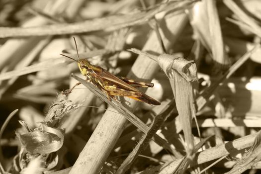 Grasshopper against black and white