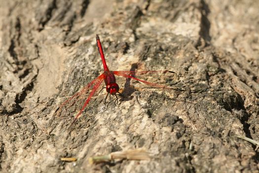 Large red dragonfly resting on a tree trunk