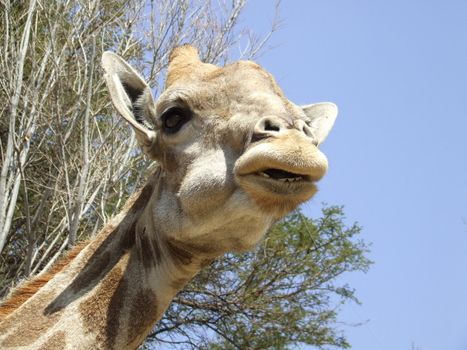 Giraffe eating acacia