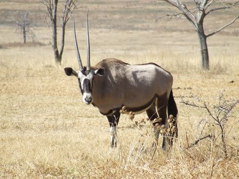 Gemsbuck with uneven antlers in a South African game reserve