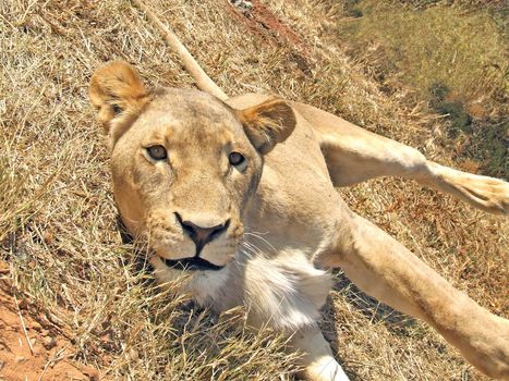 Playful - looking lioness in the grasslands of South Africa