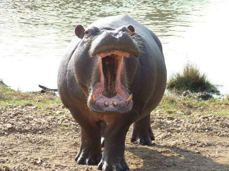 Territorial angry hippo in front of a lake in South Africa