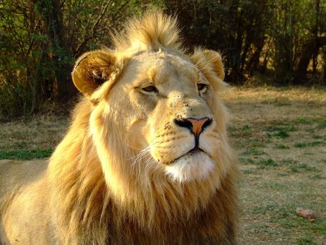 A juvenile lion looking on at tourists in a game reserve in South Africa