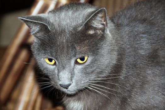 A beautiful house cat with bright yellow eyes