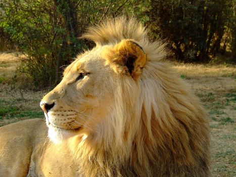 Young lion looking into the distance