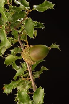 Kermes oak branch with ripe acorn fruit