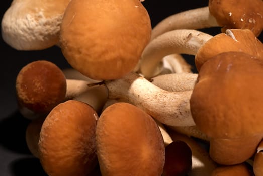 Detail of a freshly picked black poplar mushroom